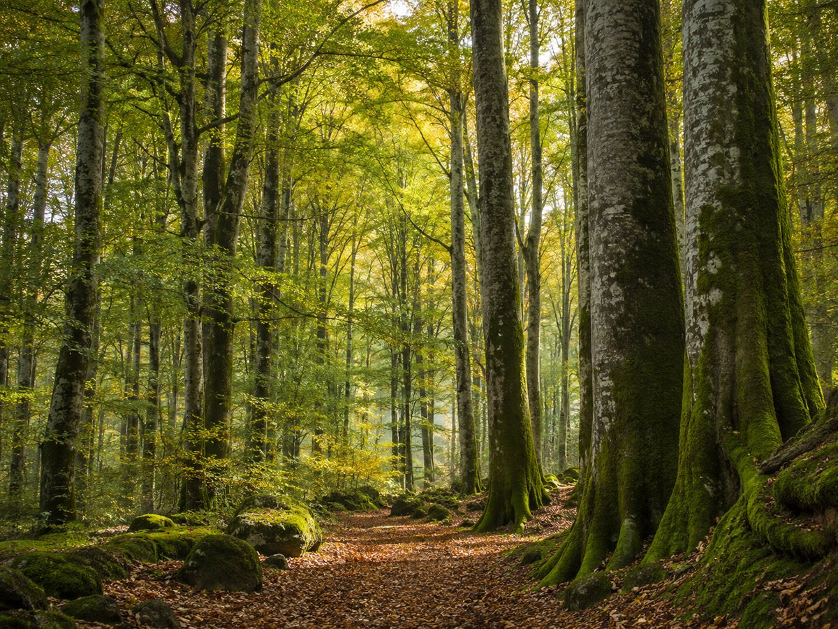 Faggeta Vetusta del Monte Cimino: passeggiare in un bosco Patrimonio UNESCO